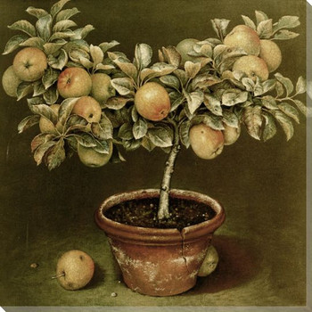 Apple Topiary Wrapped Canvas Giclee Print Wall Art
