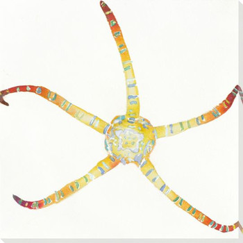 Brittle Star Wrapped Canvas Giclee Print Wall Art