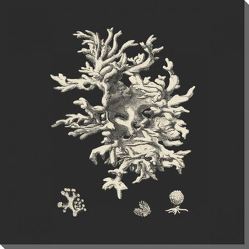 Black & Tan Coral III Wrapped Canvas Giclee Print Wall Art