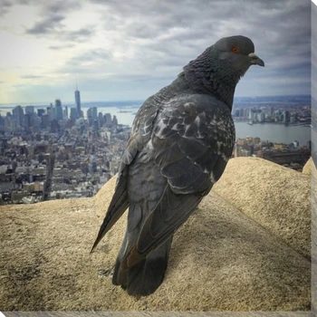 Bird's Eye View Pigeon Wrapped Canvas Giclee Print Wall Art