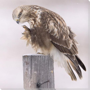 Rough Legged Hawk Bird Wrapped Canvas Giclee Art Print Wall Art