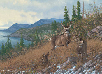Kodiak Island Blacktail Deer Art Print Wall Art