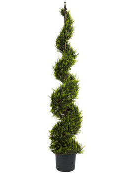 5' Cypress Spiral Tree