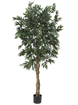 5' Smilax Tree