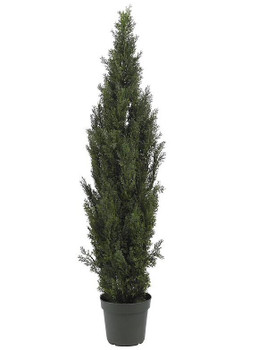 6' Mini Cedar Pine Tree, Indoor Outdoor
