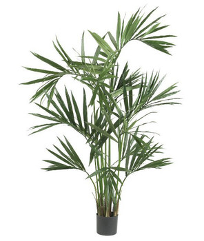 6' Kentia Palm Silk Tree