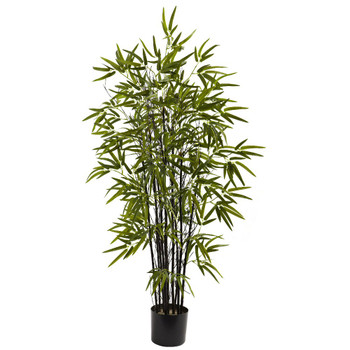 4' Black Silk Bamboo Tree