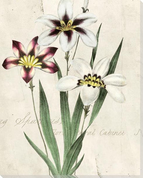 Floral Medley 3 Wrapped Canvas Giclee Art Print Wall Art