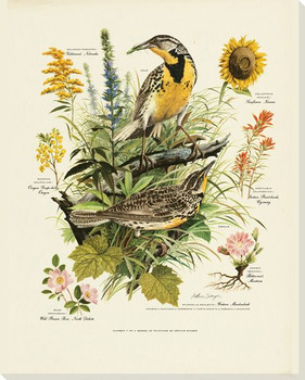 Western Meadowlark Bird Wrapped Canvas Giclee Art Print Wall Art