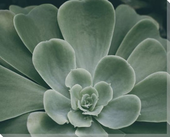 Echeveria Wrapped Canvas Giclee Art Print Wall Art