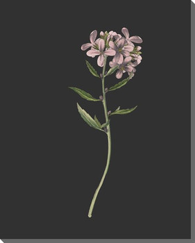 Delicate Botanical 6 Wrapped Canvas Giclee Art Print Wall Art