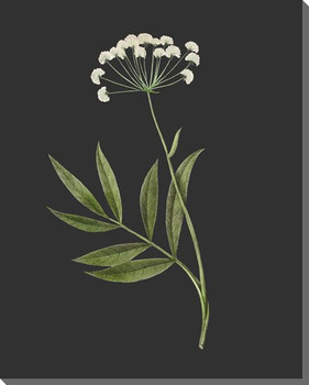 Delicate Botanical 1 Wrapped Canvas Giclee Art Print Wall Art