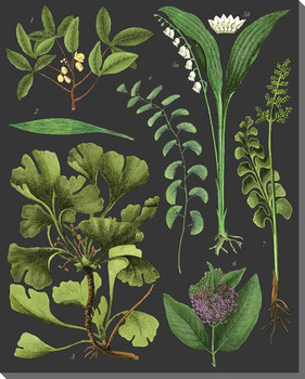 Botanical Study Plants on Black Wrapped Canvas Giclee Art Print Wall Art