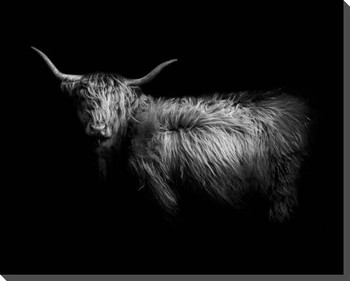 Hello Bull Wrapped Canvas Giclee Art Print Wall Art