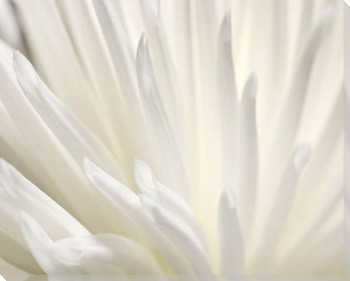 White Flower Wrapped Canvas Giclee Art Print Wall Art