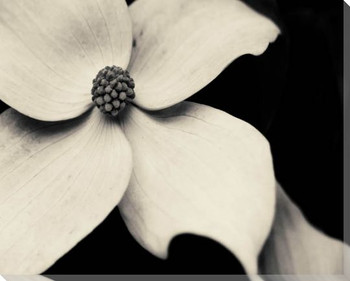 Dogwood Flower Wrapped Canvas Giclee Art Print Wall Art