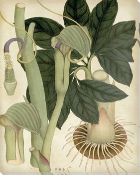 East Indian Botanicals 2 Wrapped Canvas Giclee Art Print Wall Art
