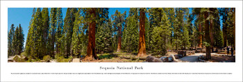 Sequoia National Park Landscape Panoramic Art Print