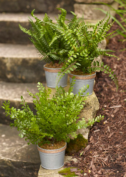 Potted Fern Plants, Set of 3