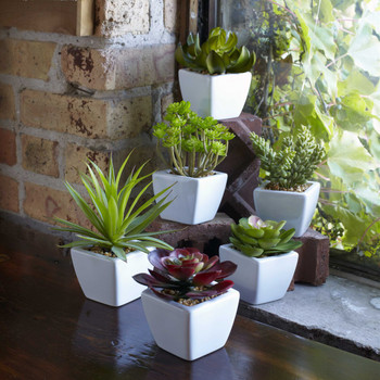 Potted Succulent Plants, Set of 6