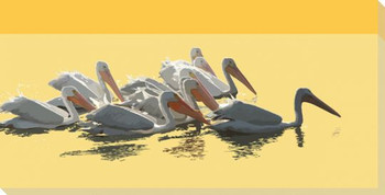 Flotilla Pelican Birds Wrapped Canvas Giclee Art Print Wall Art