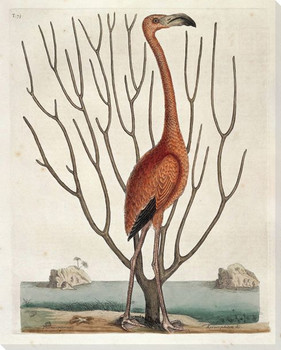 Sea Bird Wrapped Canvas Giclee Art Print Wall Art