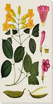 Botanical Study 11 Wrapped Canvas Giclee Art Print Wall Art