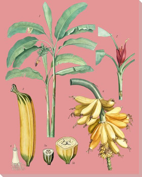 Botanical Study 15 Wrapped Canvas Giclee Art Print Wall Art