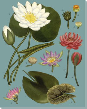 Botanical Study 8 Wrapped Canvas Giclee Art Print Wall Art