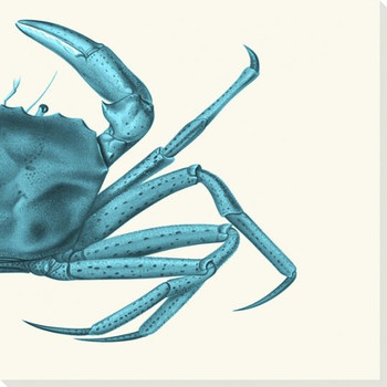 Contrasting Crab in Turquoise B Wrapped Canvas Giclee Art Print Wall Art