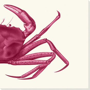 Contrasting Crab in Pink B Wrapped Canvas Giclee Art Print Wall Art