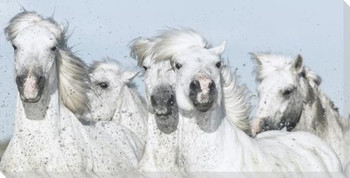Five Horses Wrapped Canvas Giclee Art Print Wall Art