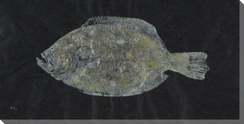 Lost Color Southern Flounder Fish Wrapped Canvas Giclee Print