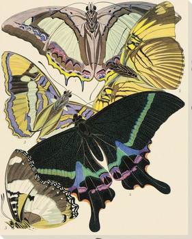 Exotic Butterfly V Wrapped Canvas Giclee Print Wall Art