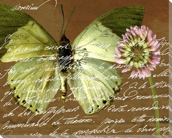 Scrolled Butterfly 2 Wrapped Canvas Giclee Print Wall Art