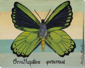 Ornithoptera Priamus Butterfly Wrapped Canvas Giclee Print