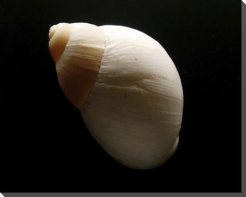 Sleek Shell 3 Wrapped Canvas Giclee Print Wall Art