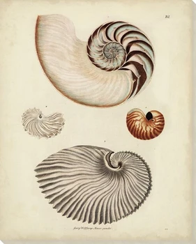 Antique Nautilus II Wrapped Canvas Giclee Print Wall Art
