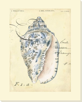 Seashell Ephemera I Wrapped Canvas Giclee Print Wall Art