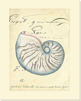 Seashell Ephemera II Wrapped Canvas Giclee Print Wall Art