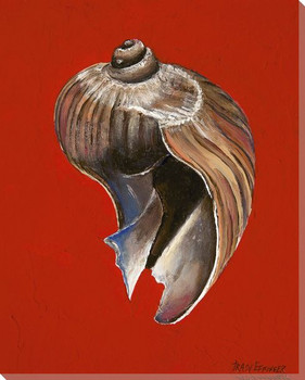 Melaplum Elatum Onion Shell Wrapped Canvas Giclee Print Wall Art