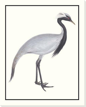 Numidian Stork Bird Wrapped Canvas Giclee Art Print Wall Art
