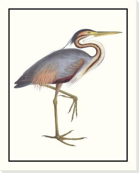 Purple Heron Bird Wrapped Canvas Giclee Art Print Wall Art