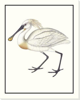 Spoonbill Bird Wrapped Canvas Giclee Art Print Wall Art