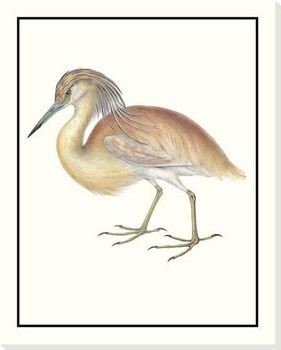 Squacco Heron Bird Wrapped Canvas Giclee Art Print Wall Art