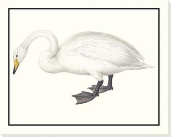 Whistling Swan Wrapped Canvas Giclee Art Print Wall Art
