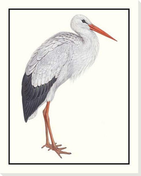 White Stork Bird Wrapped Canvas Giclee Art Print Wall Art