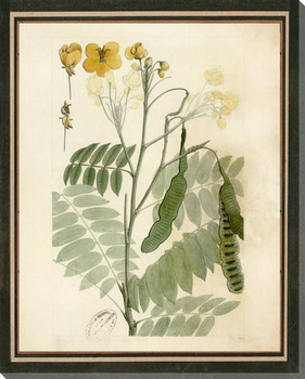 Botanical Iconographic 2 Wrapped Canvas Giclee Art Print Wall Art