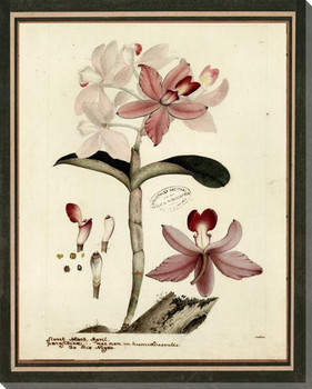 Botanical Iconographic 5 Wrapped Canvas Giclee Art Print Wall Art