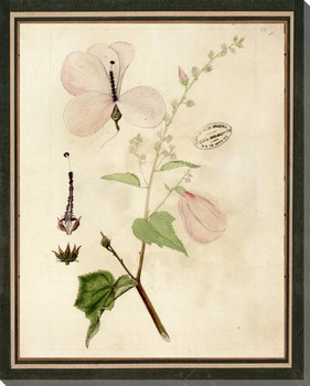 Botanical Iconographic 6 Wrapped Canvas Giclee Art Print Wall Art